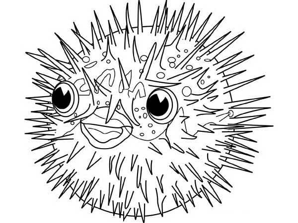 Desenho de Baiacu Grátis para Colorir