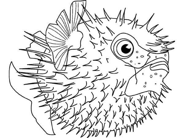 Desenho de Baiacu Nadando para Colorir