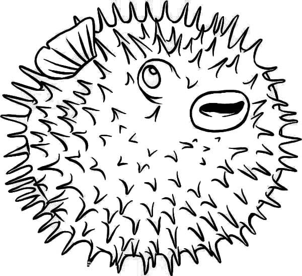 Desenho de Baiacu Normal para Colorir