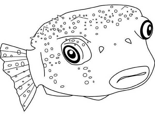 Desenho de Baiacu para Crianças para Colorir
