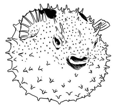 Desenho de Baiacu Realista para Colorir