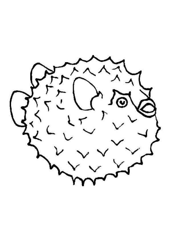 Desenhos de Baiacu para Colorir