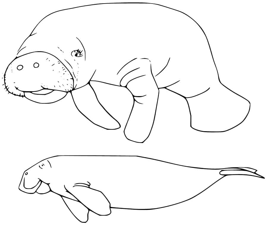 Desenho de Dois Peixes Boi para Colorir