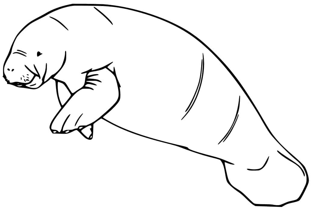 Desenho de Peixe Boi Grátis para Crianças para Colorir