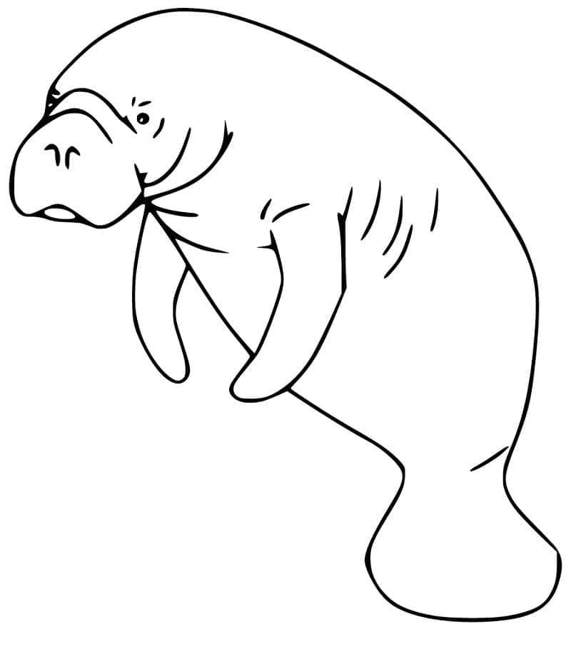 Desenho de Peixe Boi Grátis para Colorir