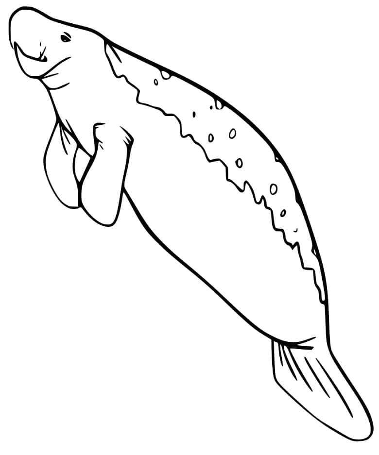 Desenho de Peixe Boi Nadando para Colorir