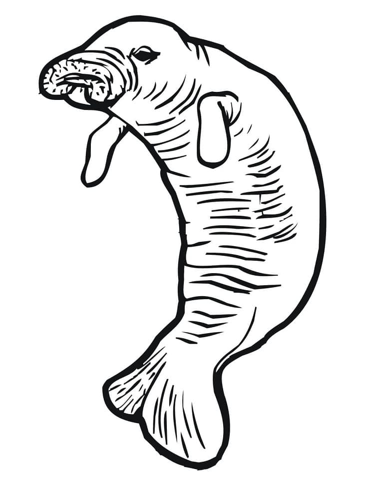 Desenho de Peixe Boi para Crianças de 2 Anos para Colorir
