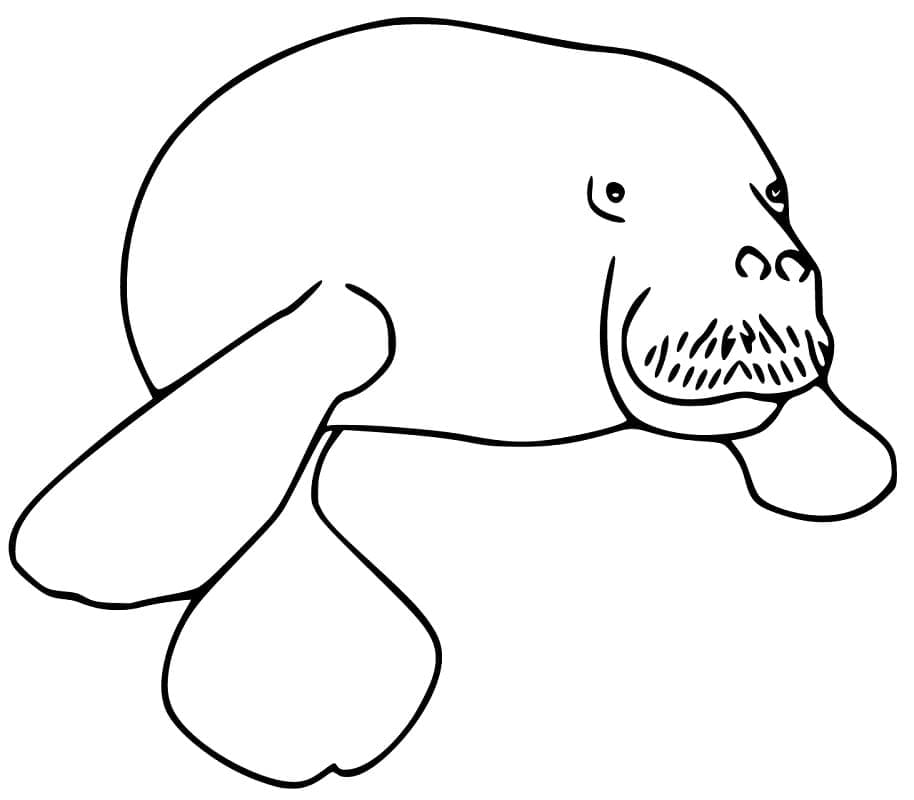 Desenho de um Peixe Boi Nadando para Colorir
