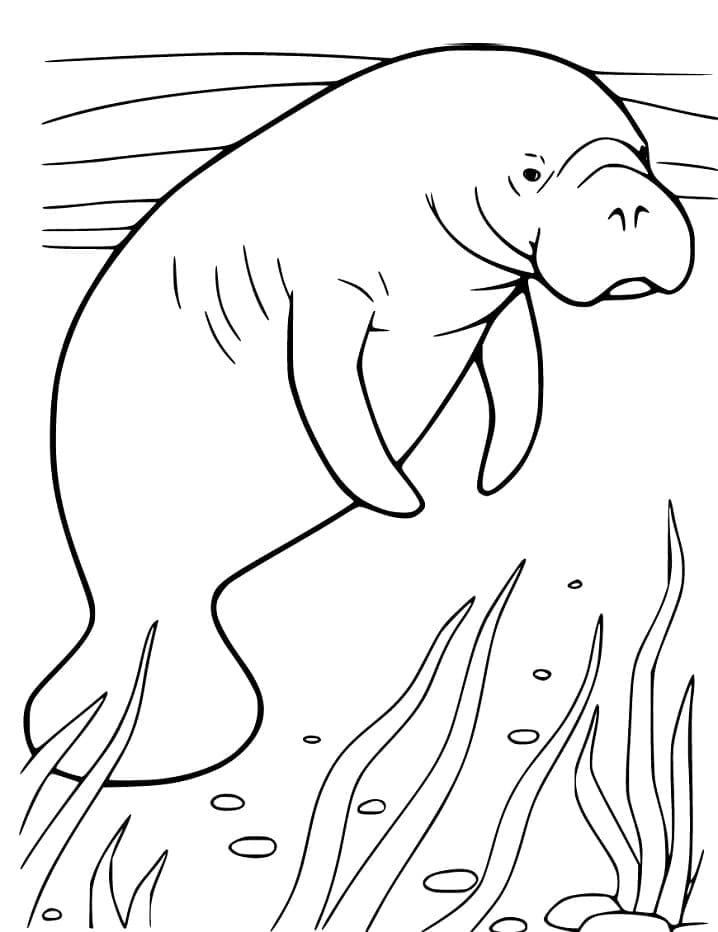 Desenho de um Peixe Boi para Colorir