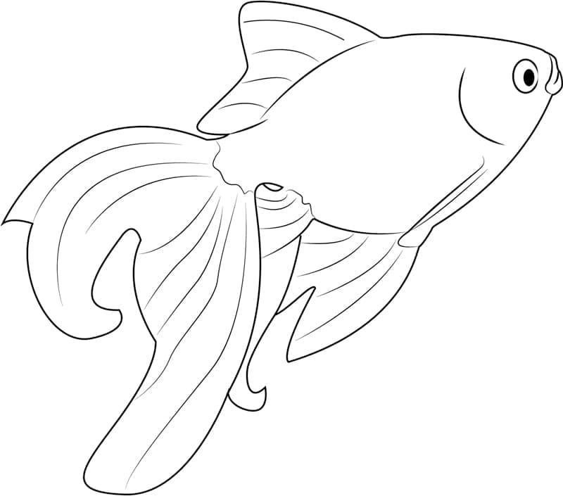 Desenho de Peixinho Dourado Normal para Colorir