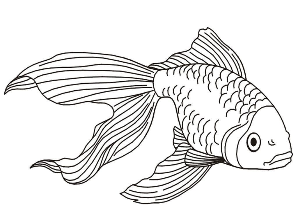 Desenho de Peixinho Dourado para Colorir