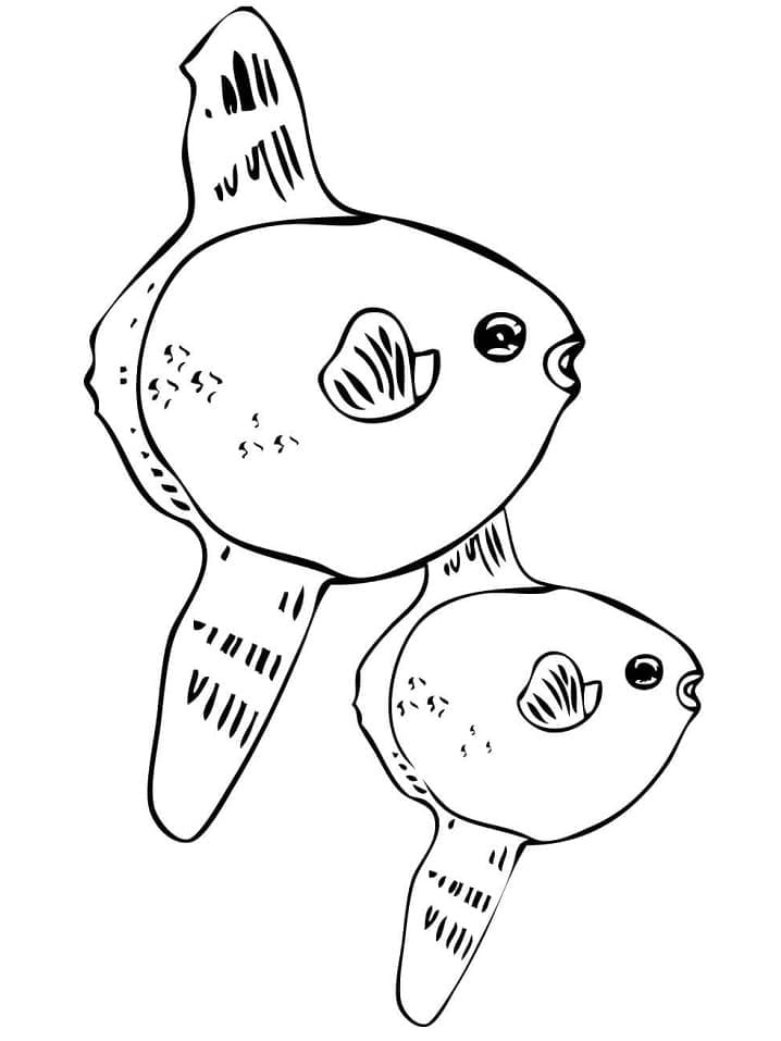 Desenho de Dois Peixes Lua para Colorir
