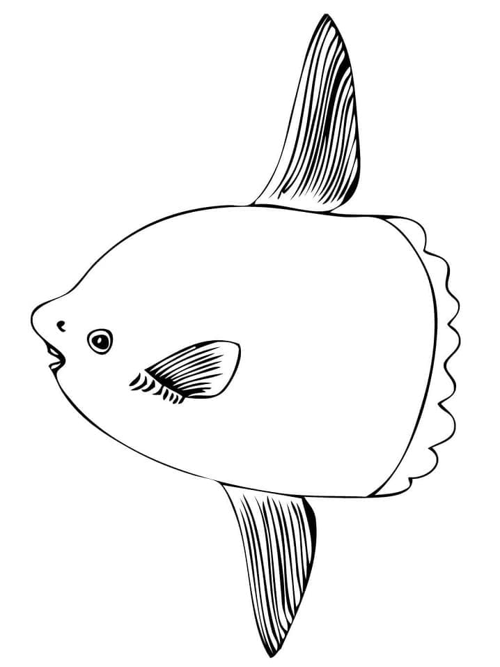 Desenho de Foto de Peixe Lua para Colorir
