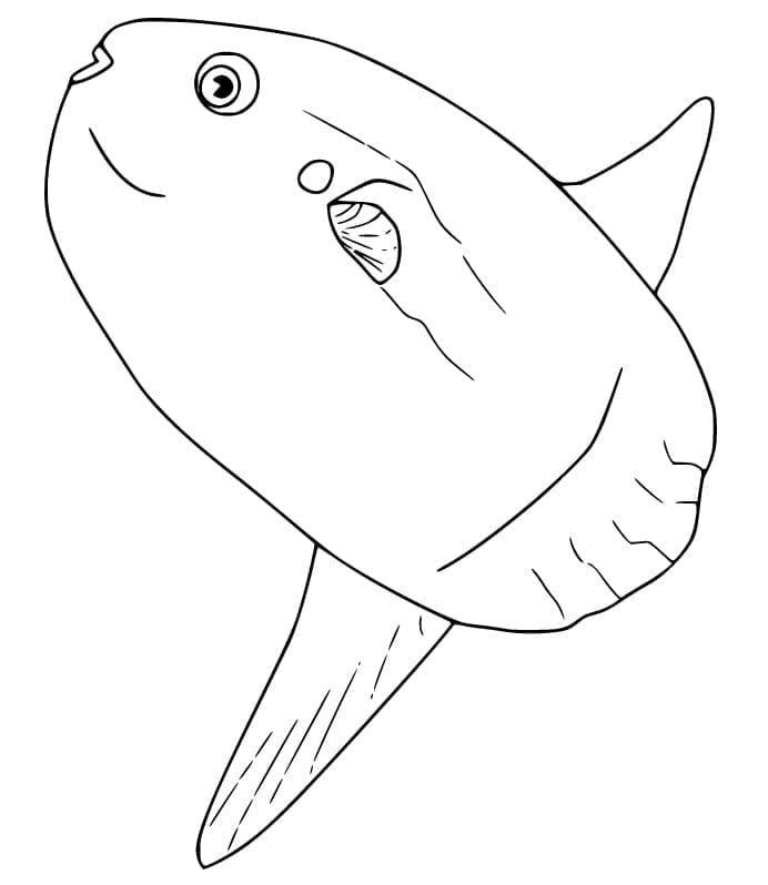 Desenho de Peixe Lua Fácil para Colorir