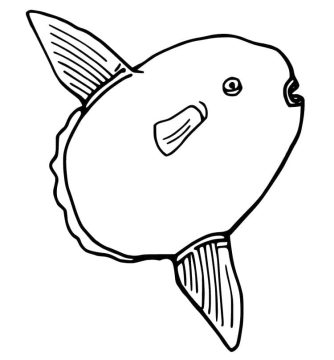 Desenho de Peixe Lua Nadando para Colorir