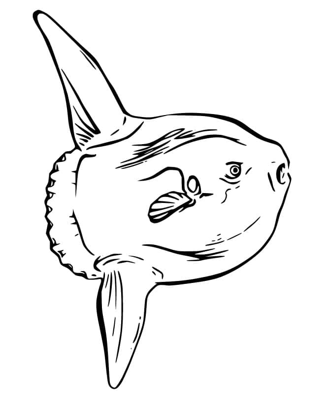 Desenho de Peixe Lua Normal para Colorir