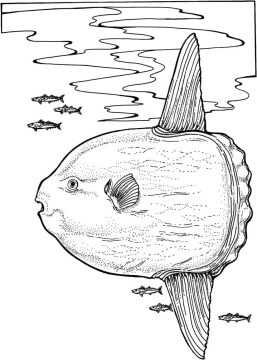 Desenho de Peixe Lua Realista para Colorir