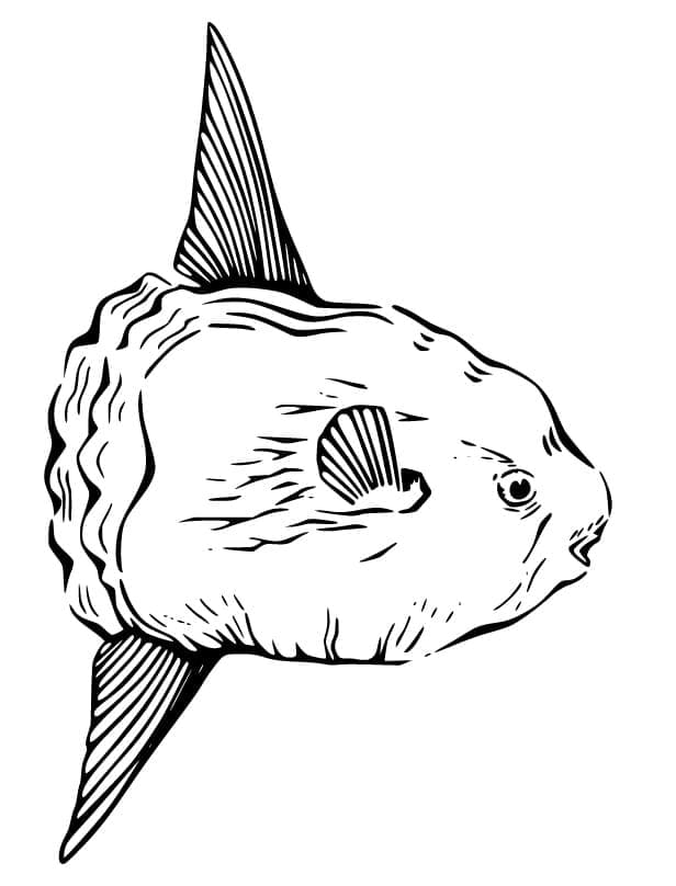 Desenho de Pintura de Peixe Lua para Colorir