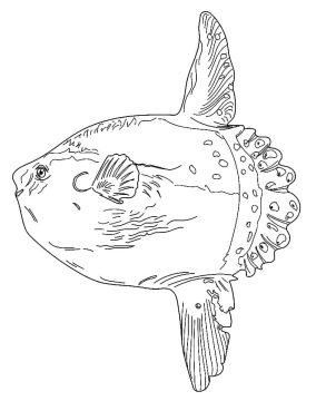 Desenho de Um Peixe Lua Nadando para Colorir