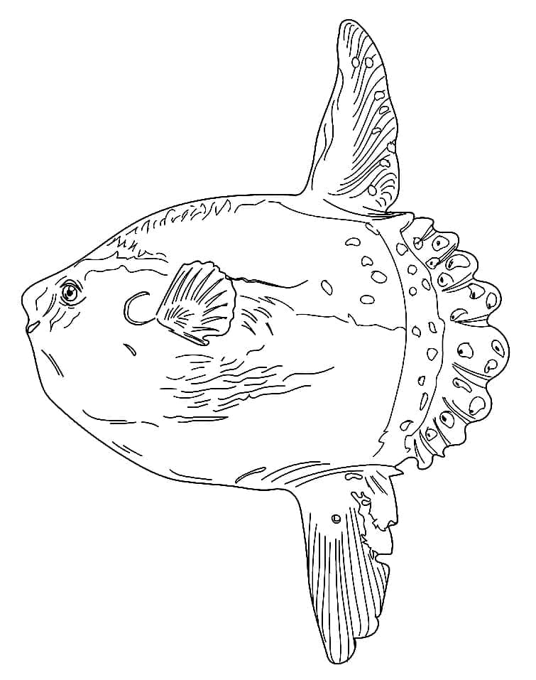 Desenho de um Peixe Lua Nadando para Colorir