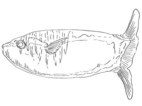 Desenho de Um Peixe Lua Realista para Colorir