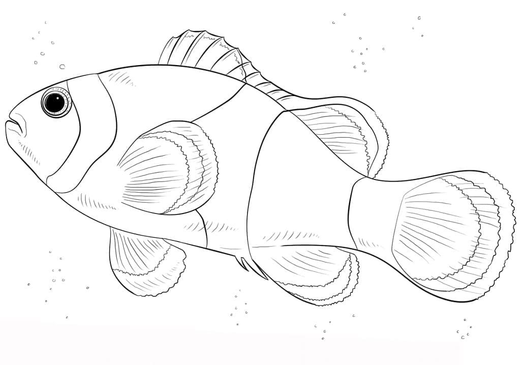 Desenho de Imagem de Peixe Palhaço para Colorir