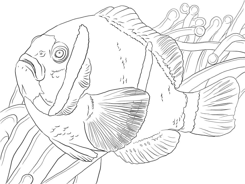 Desenho de Peixe Palhaço Grátis para Colorir