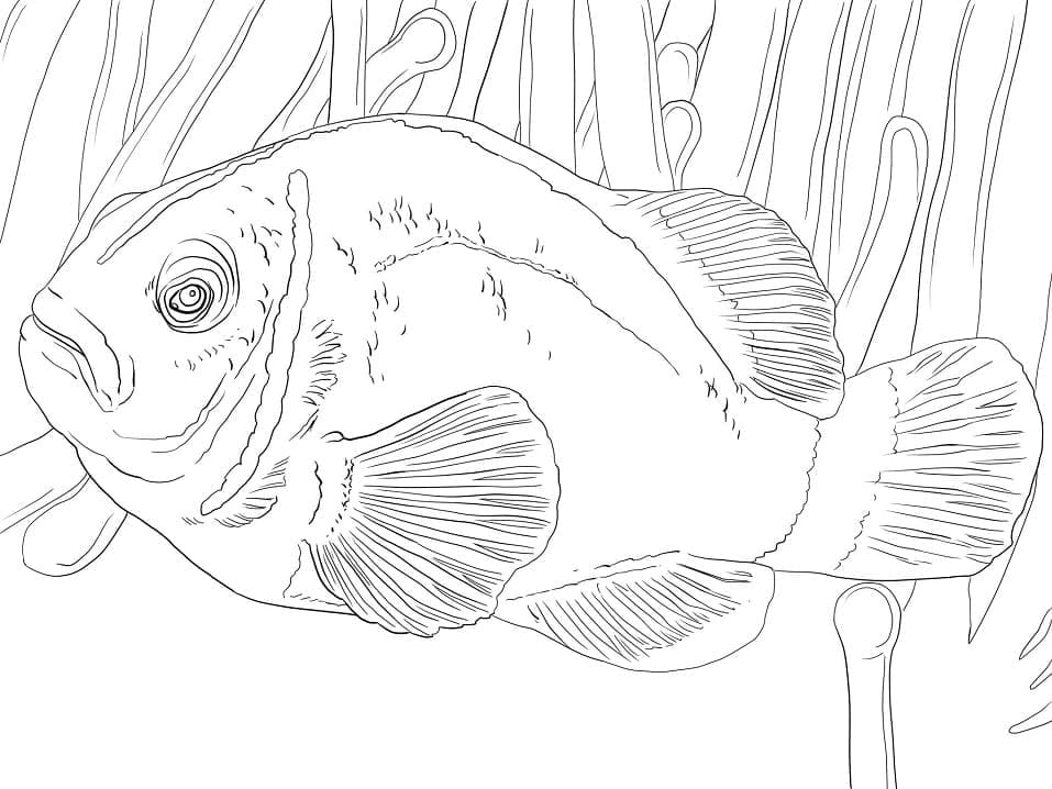 Desenho de Peixe Palhaço Grátis para Crianças para Colorir