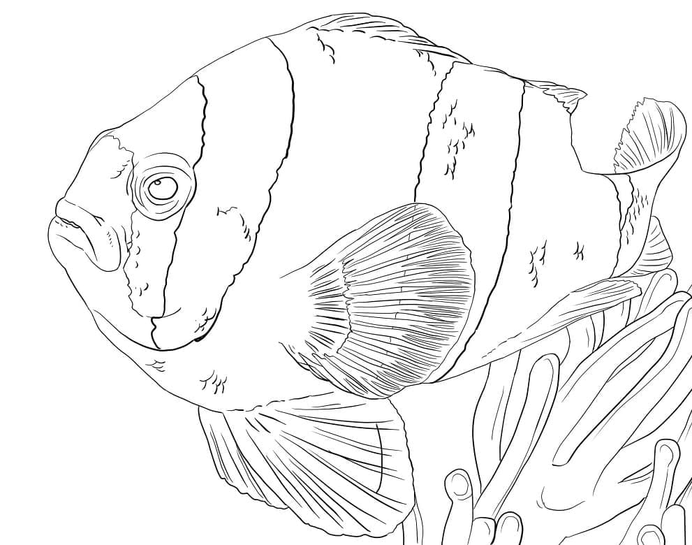 Desenho de Peixe Palhaço Reaslitico para Colorir