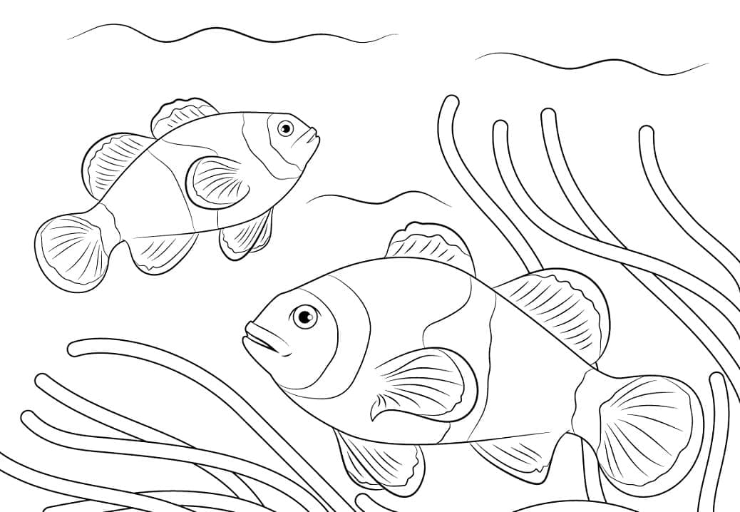 Desenho de Peixes Palhaço Nadando para Colorir