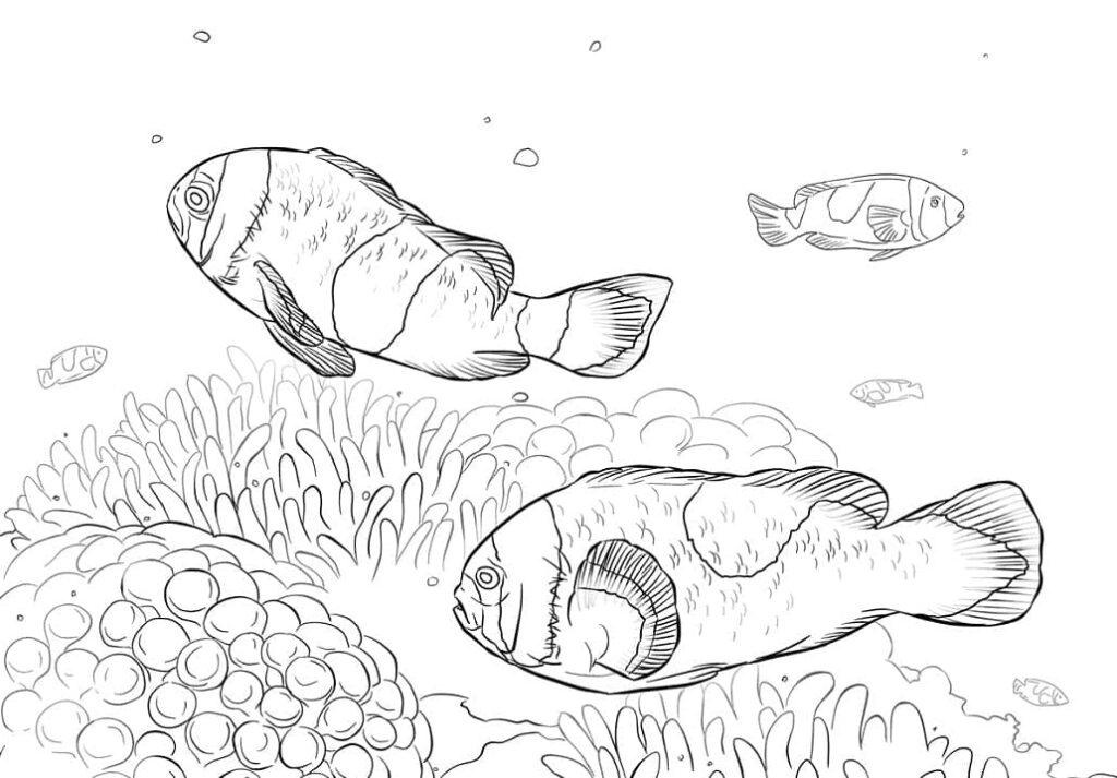 Desenho de Peixes Palhaço para Colorir