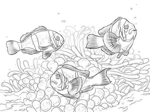 Desenho de três Peixes palhaço para Colorir