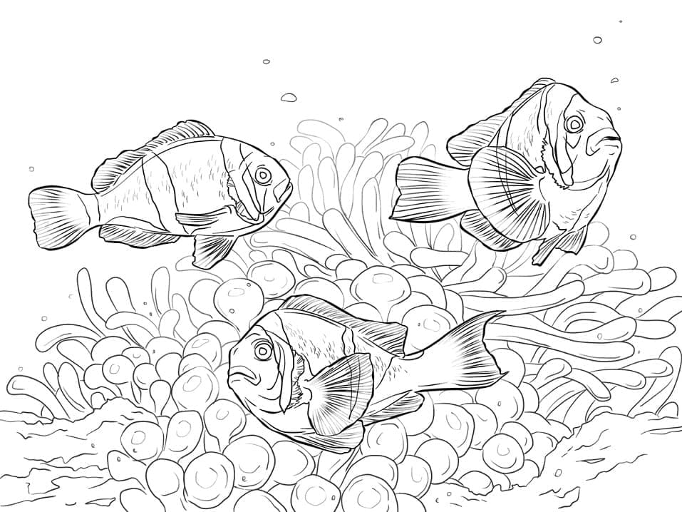Desenho de Três Peixes Palhaço para Colorir