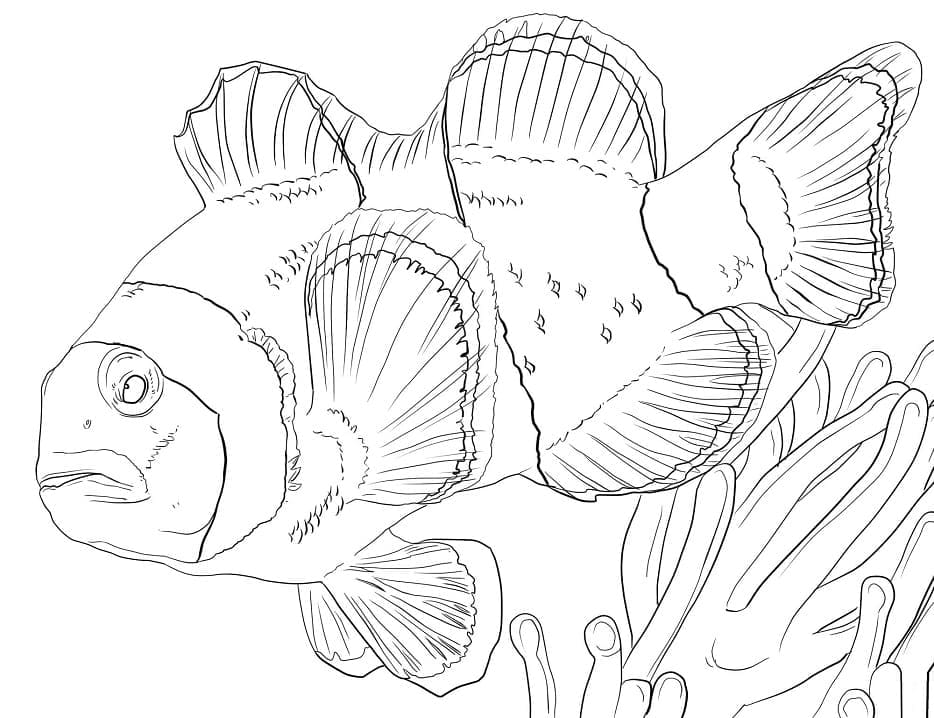 Desenho de um Peixe Palhaço Nadando para Colorir