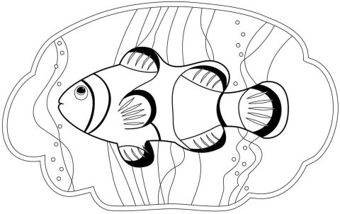 Desenho de Um Peixe palhaço para Colorir