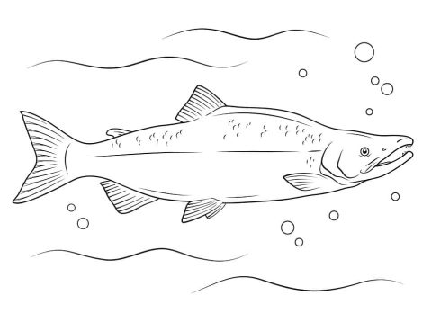 Desenho de salmão Vermelho para Colorir