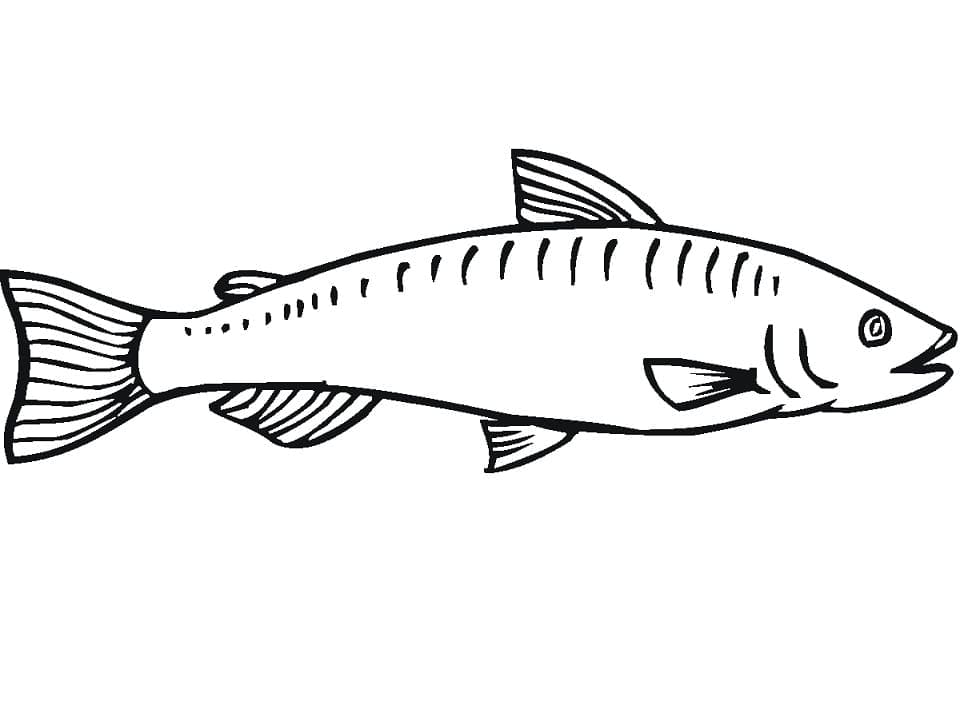 Desenho de Imagem de Peixe Salmão para Colorir