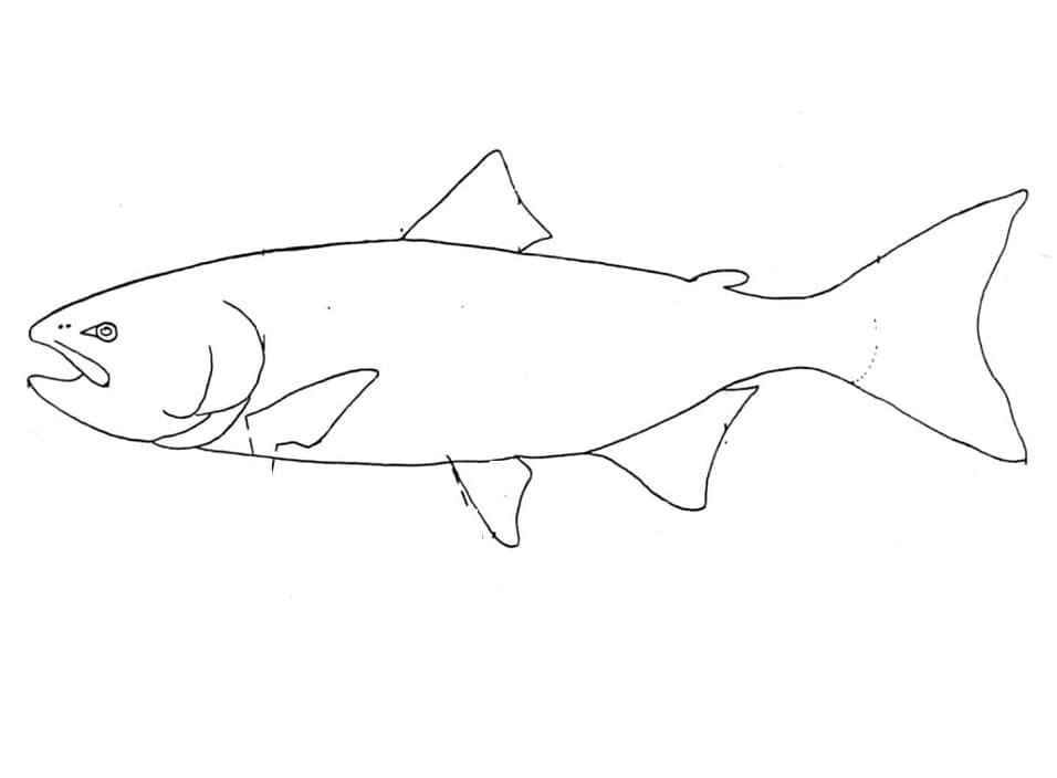 Desenho de Peixe Salmão Fácil de Colorir