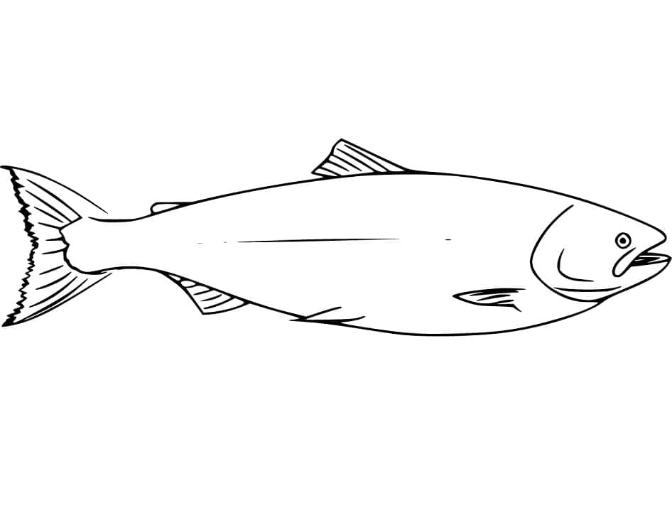 Desenho de Peixe Salmão Grátis para Crianças para Colorir