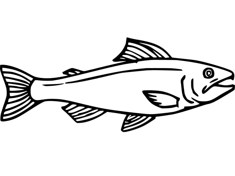 Desenho de Peixe Salmão Imprimivel para Colorir
