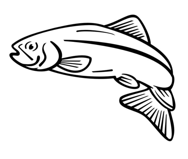 Desenho de Peixe Salmão para Colorir