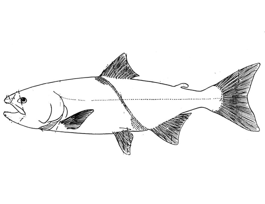 Desenho de Peixe Salmão para Crianças para Colorir