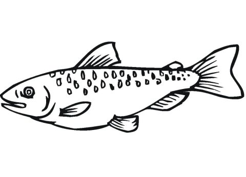 Desenho de salmão