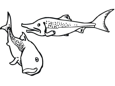 Desenho de salmões para Colorir