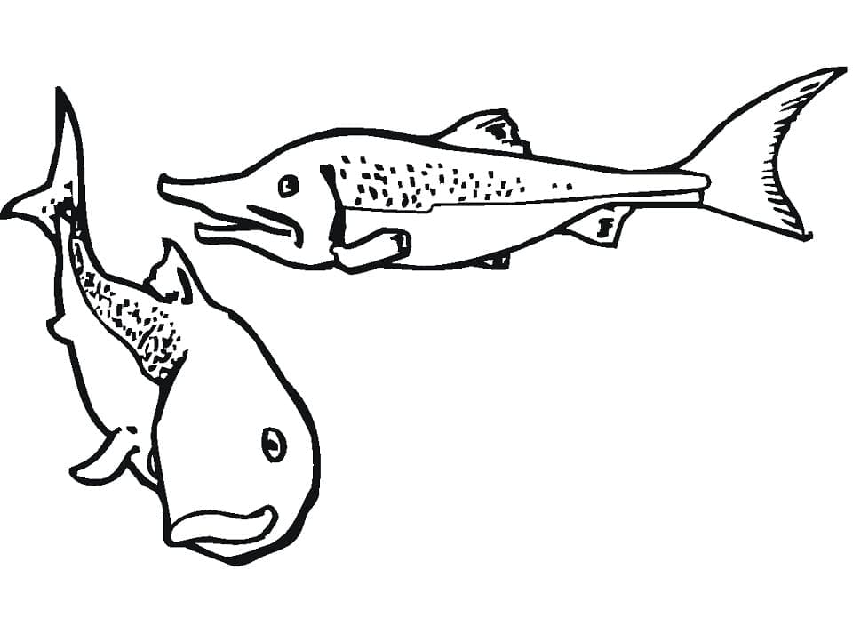 Desenho de Salmões para Colorir