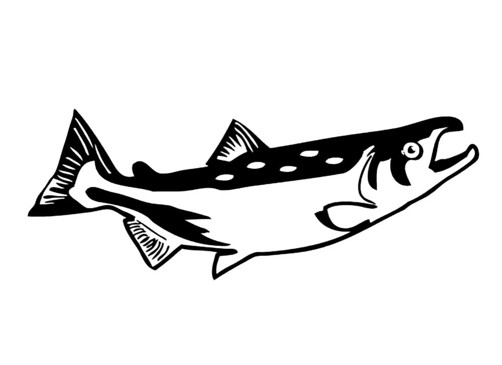 Desenho de um Peixe Salmão para Colorir