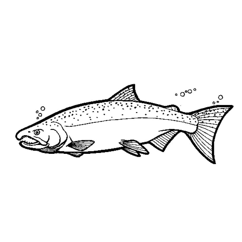 Desenho de um Salmão para Colorir