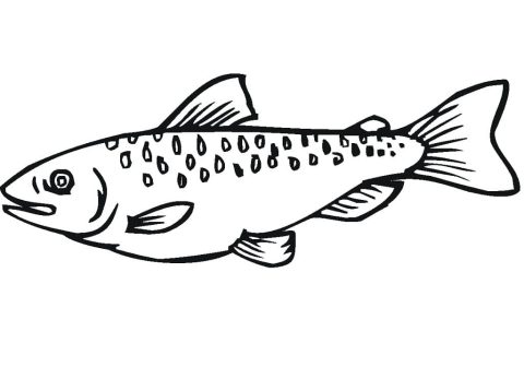 Desenho em Pdf de Peixe salmão para Colorir