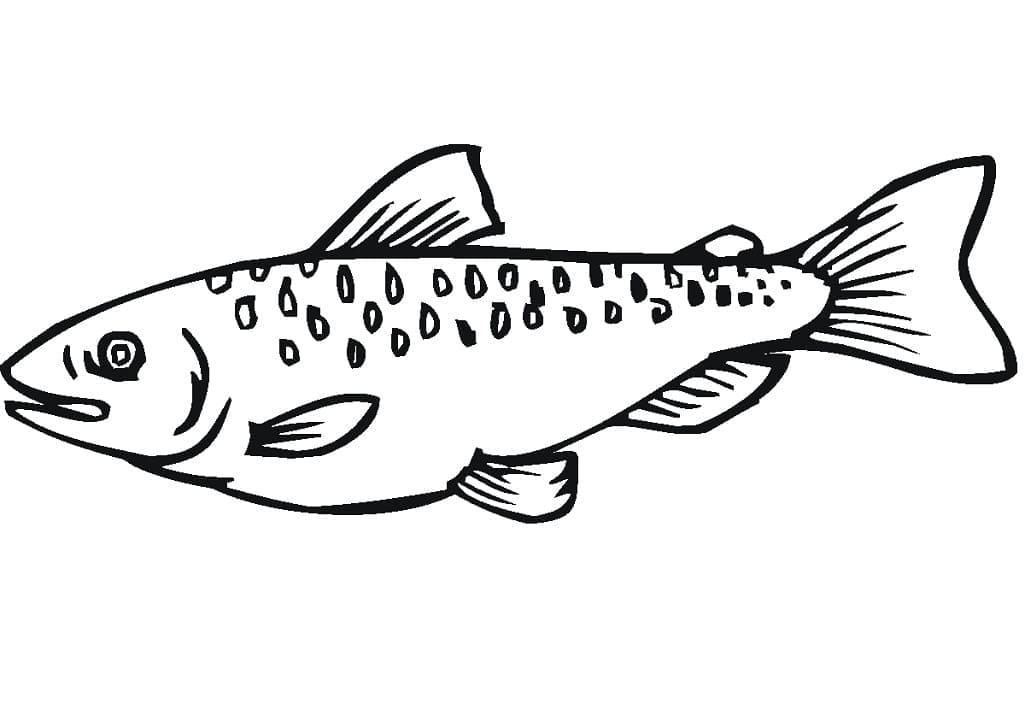 Desenho em Pdf de Peixe Salmão para Colorir