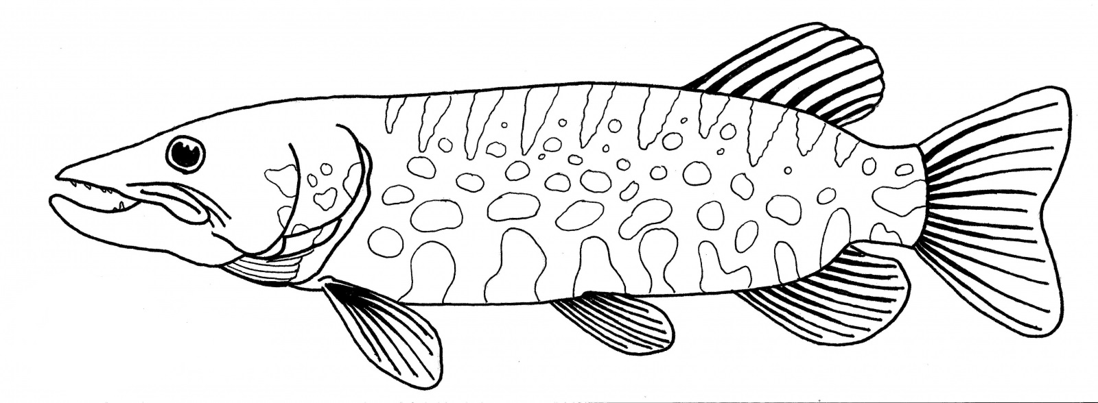 Desenho de Peixe no Mar para Colorir